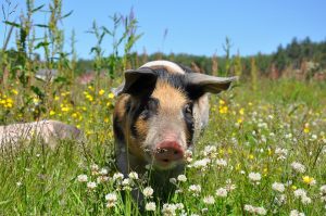 pig-662008_960_720